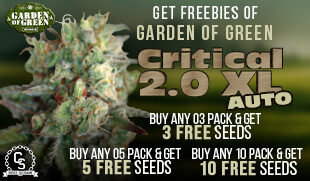 Garden of Green Critical 2.0 XL AUTO