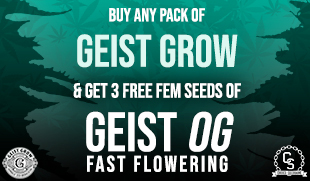 Geist Grow Geist OG Fast Flowering