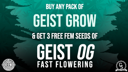 Geist Grow Geist OG Fast Flowering