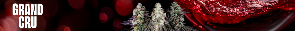 Grand Cru Genetics