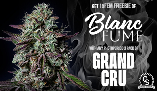 Grand Cru - Blanc Fume