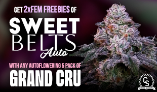 Grand Cru - Sweet Belts Auto