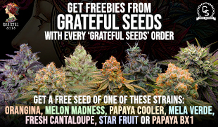 Grateful Seeds Freebies 7 Strains