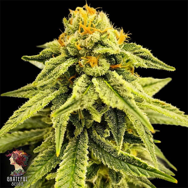 Grateful Seeds Melted Headz