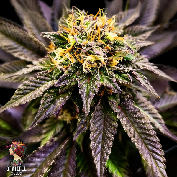 Grateful Seeds Soul Berry