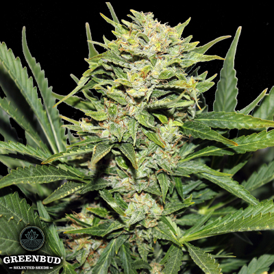 Greenbud Seeds Blackout AUTO