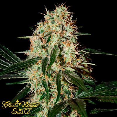 Green House Seeds Arjan's Haze#3