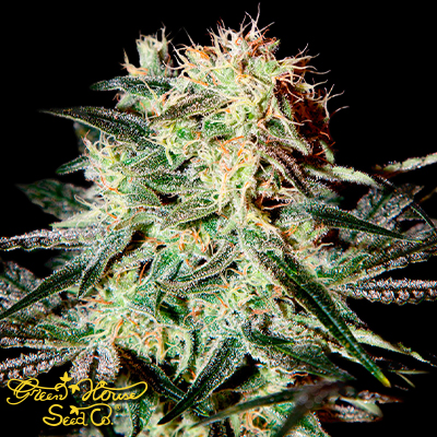Green House Seeds Arjan's Strawberry Haze