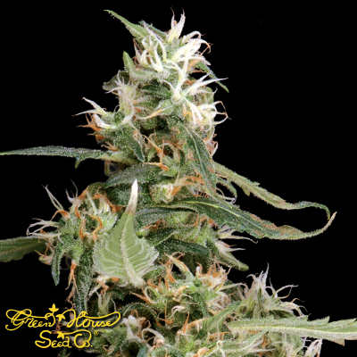 Green House Seeds Arjan's Ultra Haze #1