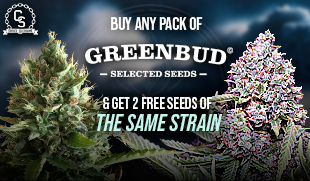 Greenbud 2 Same Strain plus 4 Free Seeds