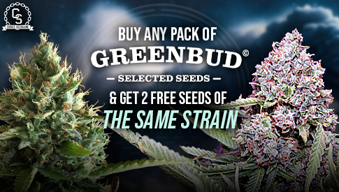 Greenbud 2 Same Strain plus 4 Free Seeds