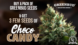 Greenbud Seeds Choco Candy