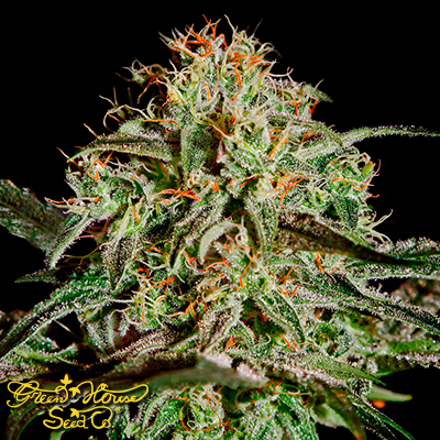Green House Seeds AMS