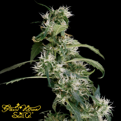 Green House Seeds Mango Haze aka Arjan's Ultra Haze #2