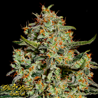 Green House Seeds Big Bang