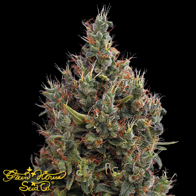 Green House Seeds Big Bang AUTO