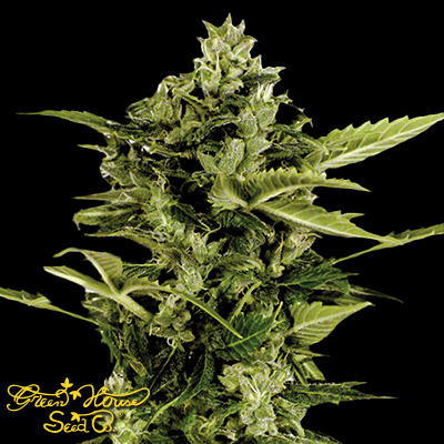 Green House Seeds AUTO-Bomb
