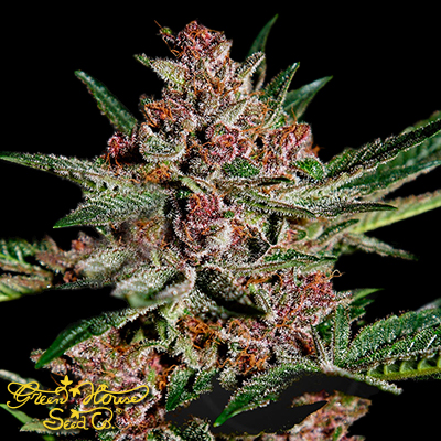 Green House Seeds Bubba Kush