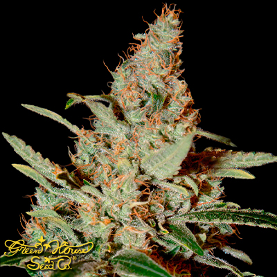 Green House Seeds Chemdog