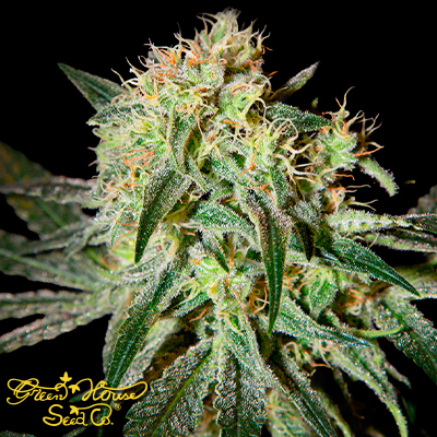 Green House Seeds Damn Sour