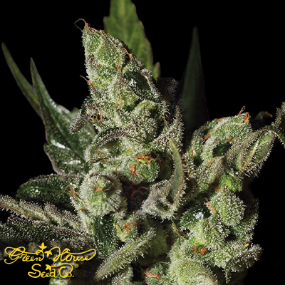 Green House Seeds Exodus Cheese