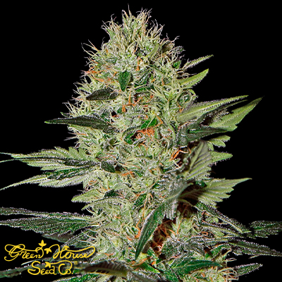 Green House Seeds Exodus Cheese AUTO