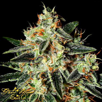 Green House Seeds GH Cheese