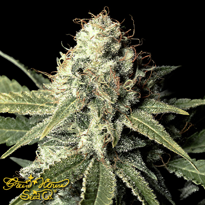 Green House Seeds Great White Shark