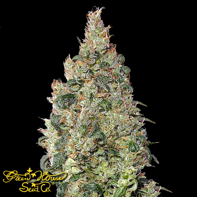 Green House Seeds Great White Shark CBD