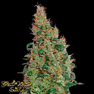 Green House Seeds Green-O-Matic Autoflowering