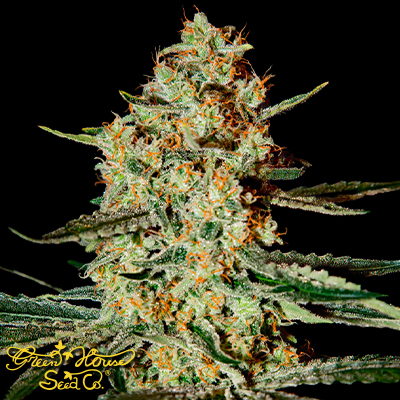 Green House Seeds Himalaya Gold