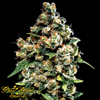 Green House Seeds Jack Herer