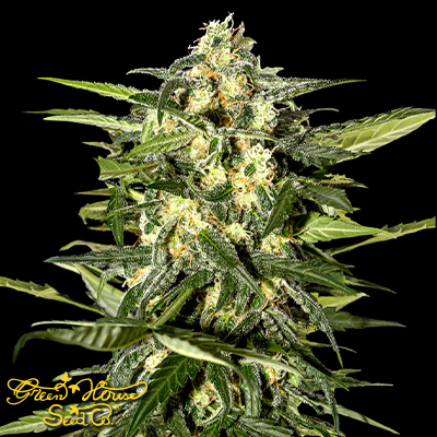 Green House Seeds Jack Herer AUTO