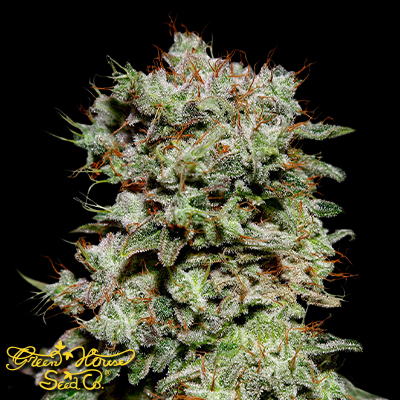 Green House Seeds Kalashnikova