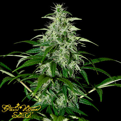 Green house Seeds Kalashnikova AUTO