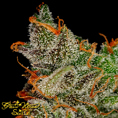 Green House Seeds King's Kush