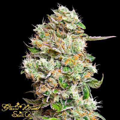 Green House Seeds King's Kush AUTO CBD