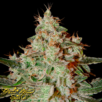 Green House Seeds Lemon Skunk
