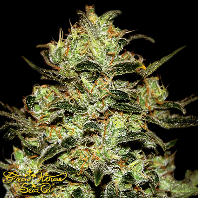 Green House Seeds Moby Dick