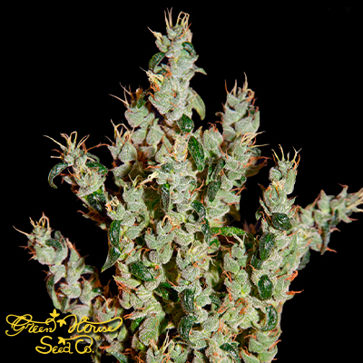 Green House Seeds NL5 Haze Mist