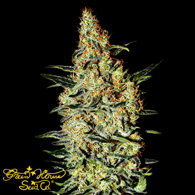 Green House Seeds Nevilles Haze