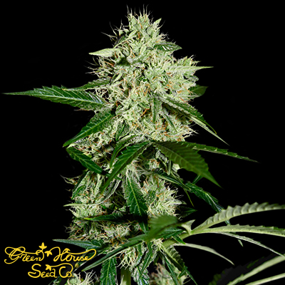 Green House Seeds Northern Lights AUTO