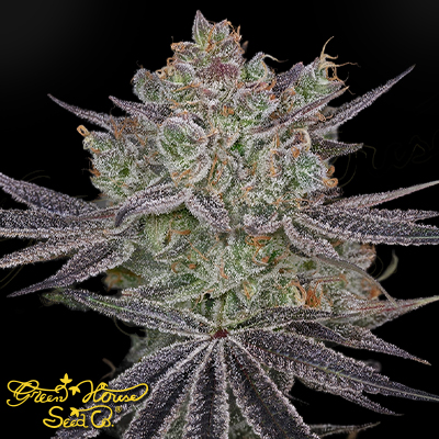 Green House Seeds Papaya Sour Spritz