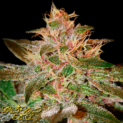 Green House Seeds Pure Kush