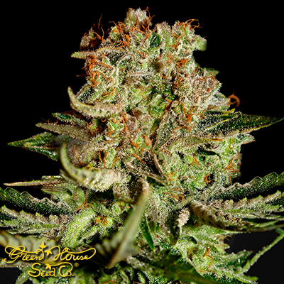 Green House Seeds Super Bud