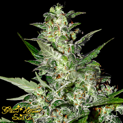 Green House Seeds Super Critical AUTO