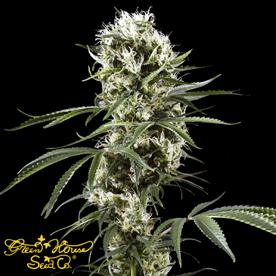 Green House Seeds Super Lemon Haze