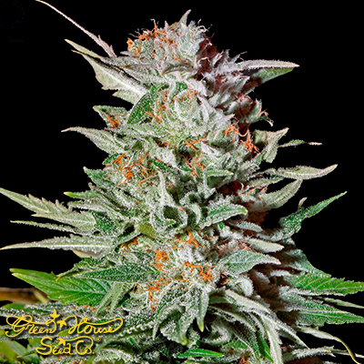 Green House Seeds Super Lemon Haze AUTO