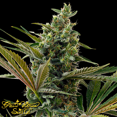 Green House Seeds Super Lemon Haze AUTO CBD
