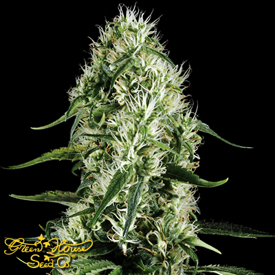 Green House Seeds Super Silver Haze